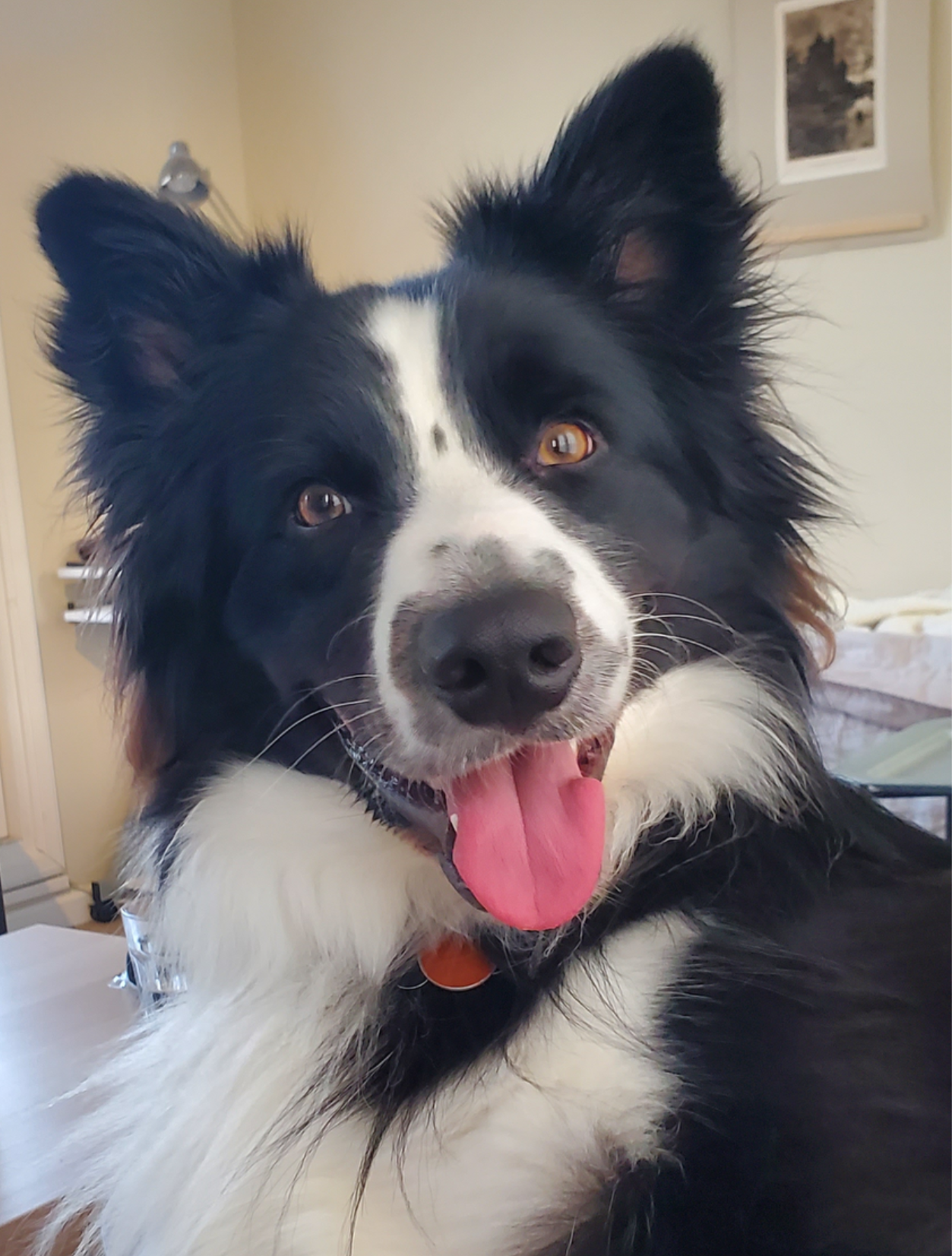 Cartwright family pooch, Higgs